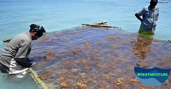 A Rs 200 Crore Opportunity: Is Seaweed Farming the Future of Coastal India?