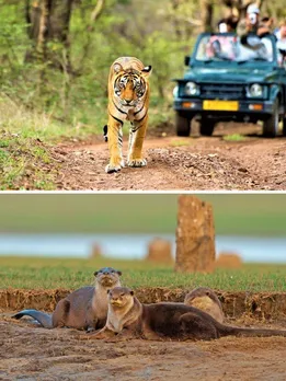 If You Love the Wild, You’ll Love These 5 Underrated Wildlife Sanctuaries