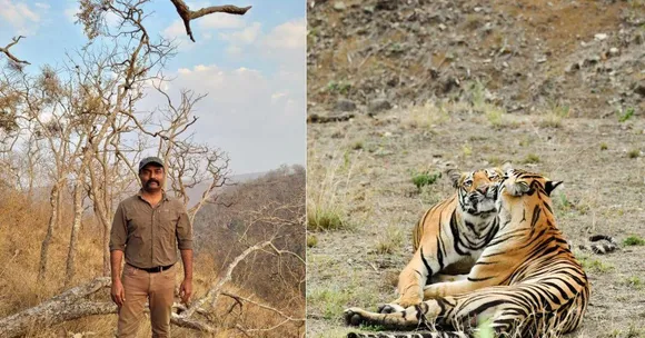 Thanks To This IFS Officer's Amazing Efforts, Satpura Reserve Doubled Its Tiger Population