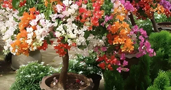Through Dust & Heat: Here Are 5 Plants to Keep Your Garden Alive This Summer
