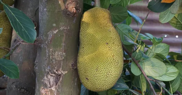 Why Jackfruit Is the Superfood We All Need This Summer