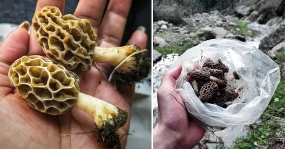 Would You Pay Rs 40000 for Mushrooms? Why Gucchi Is India’s Most Expensive Fungi!