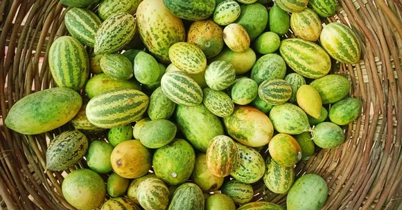 Ever Seen This Mini Watermelon? The ‘Desert Cucumber’ Rajasthan Swears By!