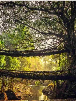 How Meghalaya’s Brilliant Living Root Bridges Are Solving Access Issues in Flood-Prone Regions