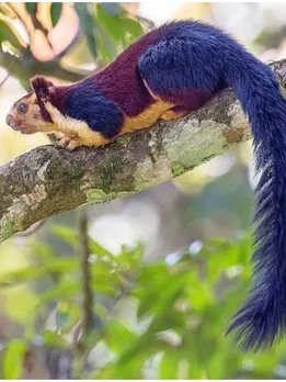 This Stunning 'Rainbow' Squirrel Can Go Days Without Touching the Ground!