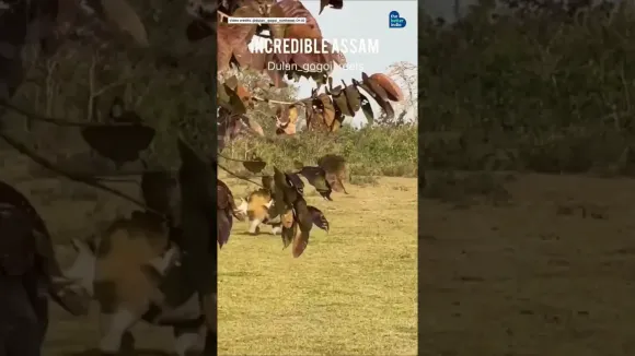 A baby rhino was spotted jumping at Kaziranga National Park!