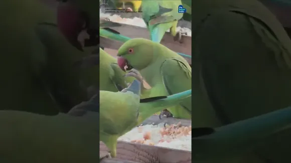 Birdman of Chennai, Sudarson Sah.