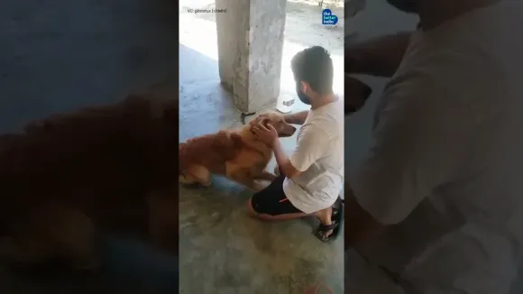 Shopkeeper’s Quick Thinking Reunites Lost Dog With Its Owner, All the Way from Aligarh!