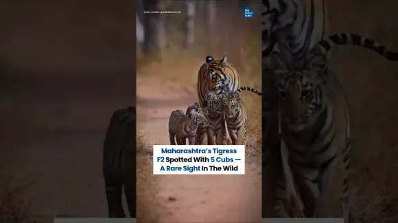 Tigress F2 was recently spotted with five cubs