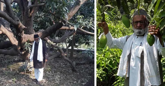 Meet The Man Who Grew 300 Mango Varieties on a Single Tree