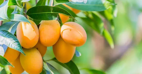 How to Grow Karnataka's Famous Raspuri Mango: A Step-by-Step Gardening Guide