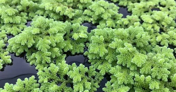Could This Aquatic Fern (Azolla) Be The Low-Cost Solution Indian Farmers Need?