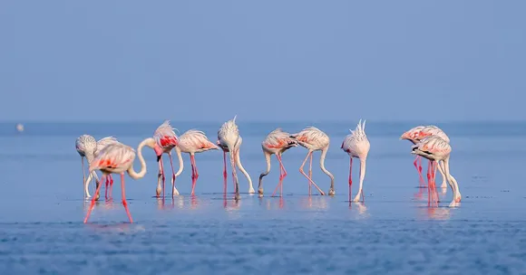 These Stunning Flamingo Photos Show Why Pulicat Lake Near Chennai Is a Must-Visit This April