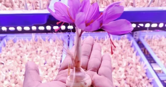 Meet the Engineer Who Grew Kashmiri Saffron in Kerala & Earned Rs 12 Lakh in a Year