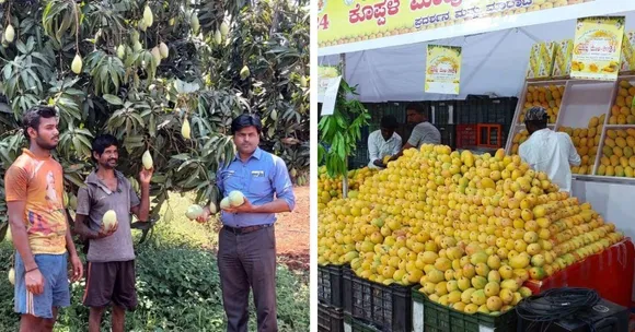 From Rs 10 to Rs 150/kg: How Koppal's Kesar Mangoes Became a Global Hit