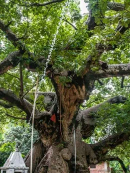 7 Ancient Trees Across India That Have Witnessed Centuries of Change