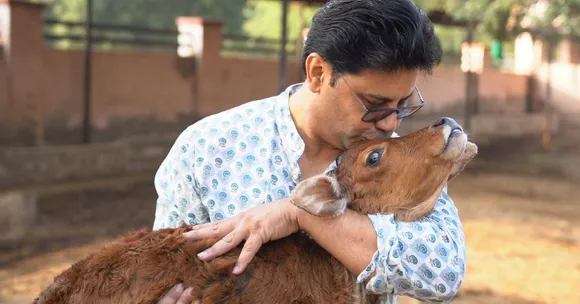 Abandoned For Not Producing Milk, 2500+ Starving Bulls Have Been Given a Home By This Man
