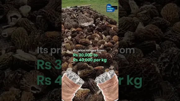 Engineer Couple Grow World's Most Expensive Mushrooms