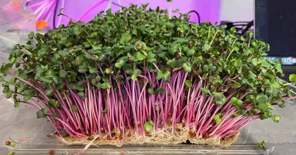 Your First Step into Farming: Grow Microgreens at Home with Just a Tray, Water & a Bit of Sunlight