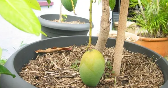 Grow the Royal Imam Pasand Mango at Home With This Step-by-Step Guide