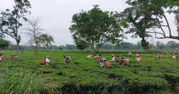 From Tea Gardens To Fishing Nets to Beedi Units: How Informal Workers Across India Are Asserting Their Rights