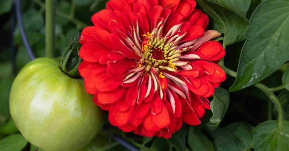 Why Companion Planting May Be the Easiest Way to Build a Resilient Garden in India