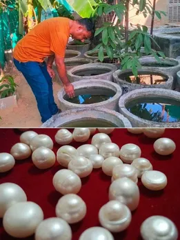 How a YouTube Search Led This Man to Rs 15 Lakh Success in Pearl Farming