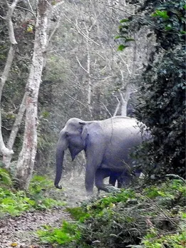 These 6 Forests Are Home to India's Oldest Ecosystems But Face Extinction
