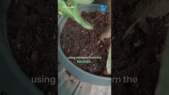 Man’s 3000-Plant Mini Forest in the Heart of Bengaluru!