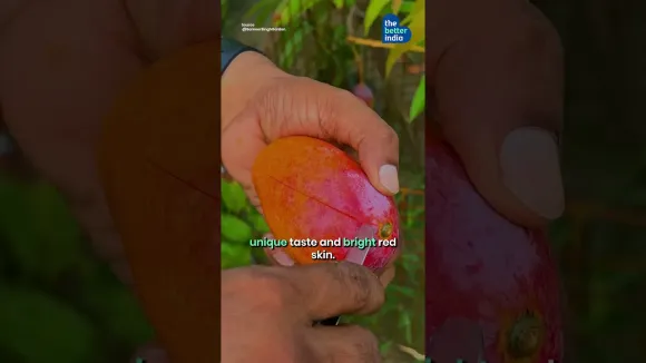 World's Most Expensive Mangoes On a Terrace