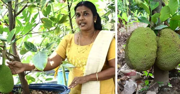 Turn Your Balcony into a Mini Farm: Grow Jackfruit with Your Kids