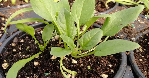 Easy Spinach Gardening for Beginners: A Monsoon Guide With Tips, Tricks & Timing