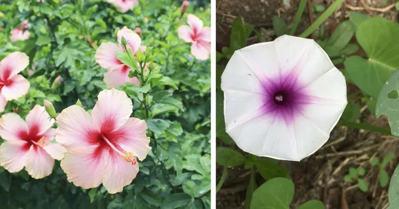 6 Best Plants to Grow During the Indian Monsoon — And How to Care for Them