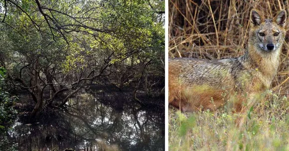 In A City Running Out of Green, This Vast Vikhroli Mangrove Has Protected Mumbai for 4 Decades