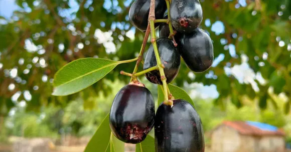 How & Why To Grow a Jamun Tree This Monsoon