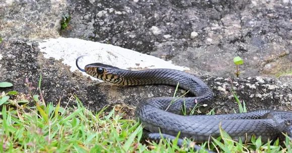 Why Kerala’s Move to Celebrate a Common Snake Could Shift How India Thinks About Reptiles