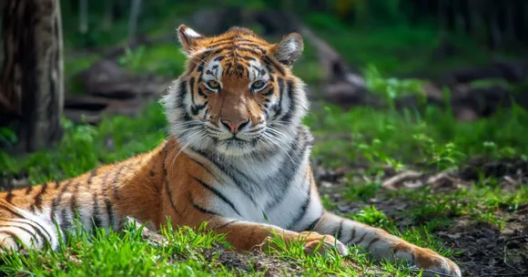How India Became Home to 75% of the World’s Tigers by Doubling Their Numbers in 10 Years