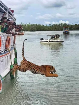 Watch How Locals Calmly Rescued A Stray Tiger That Entered This Sundarbans Village