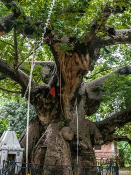 7 Ancient Trees Across India That Have Witnessed Centuries of Change