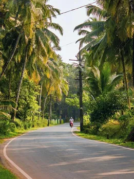 Goa’s 1-Metre ‘No-Concrete’ Plan: A Simple Fix to Save Thousands of Trees