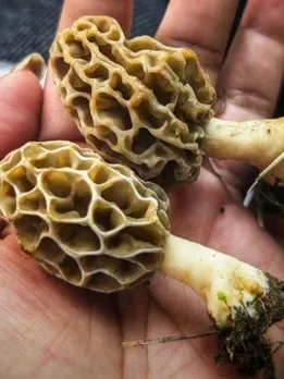 Why This Rare Himalayan Mushroom Sells for Up to Rs 40000 a Kilo
