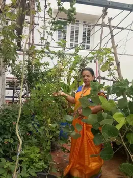 67-YO Bengaluru Woman Grows Mangoes, Coffee, & 600+ Plants on Her Terrace