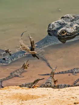 India’s Endangered Gharial Crocodiles Make a Comeback With 1500+ Hatchlings in Chambal