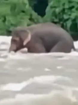 How Kerala Forest Team Saved Wild Elephant Struggling in Flooded River