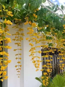 10 Creepers That’ll Instantly Turn Your Balcony Into a Monsoon Garden