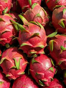 How to Grow Dragonfruit at Home: A Simple Guide From a Bengaluru Gardener