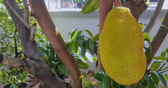 How to Grow Jackfruit at Home This Monsoon: A Step-by-Step Gardening Guide