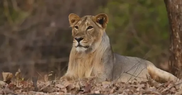 A 32% Surge in Just 5 Years: What’s Fuelling the Remarkable Rise of Gujarat’s Asiatic Lions?
