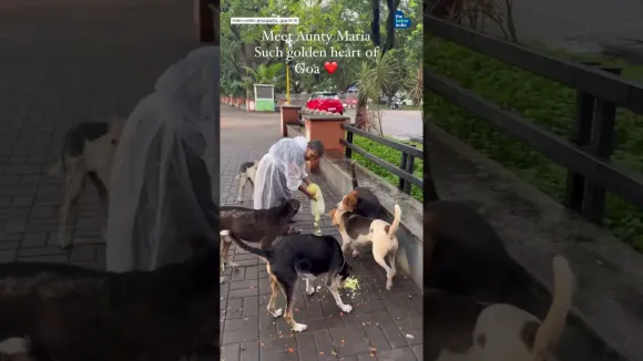 Meet Maria Aunty, who feeds over 300 stray dogs across the city every single day.