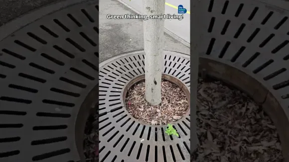 Smart Designing Can Help Trees Get Their Share Of Rainwater - We Need This In India